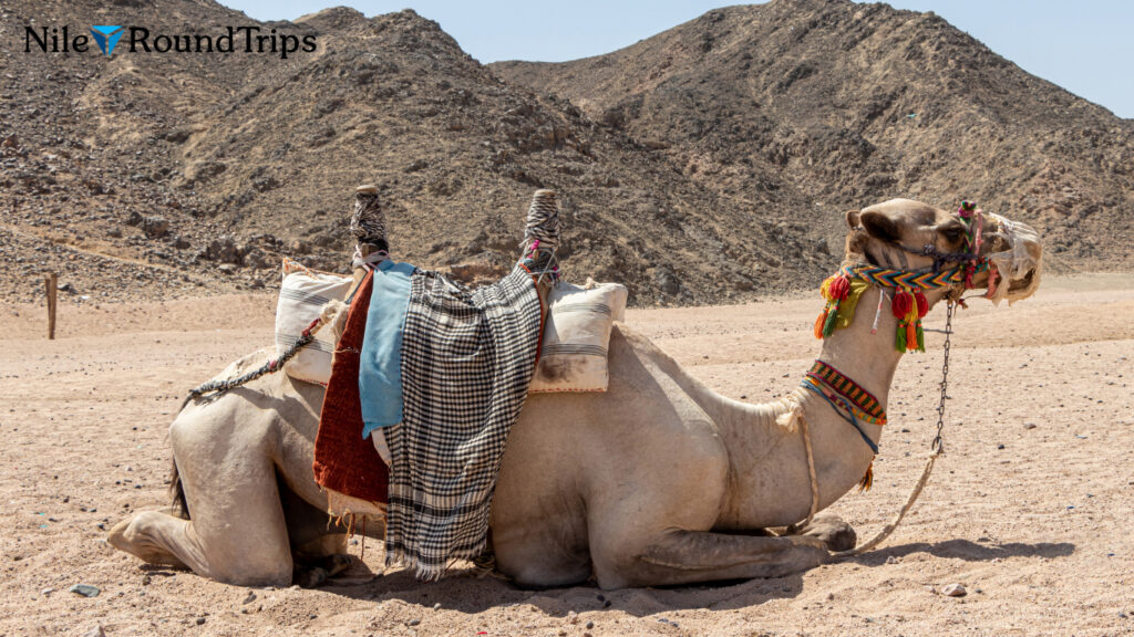 Sahara Safari Hurghada